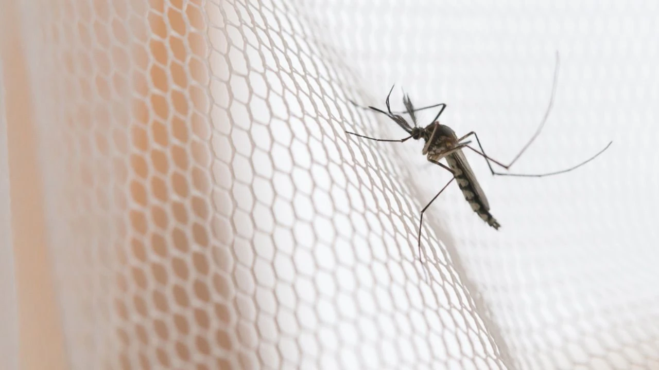 Hmyz ve vaší domácnosti? Tady je přírodní trik, který říká švábům, komárům a mravencům ne