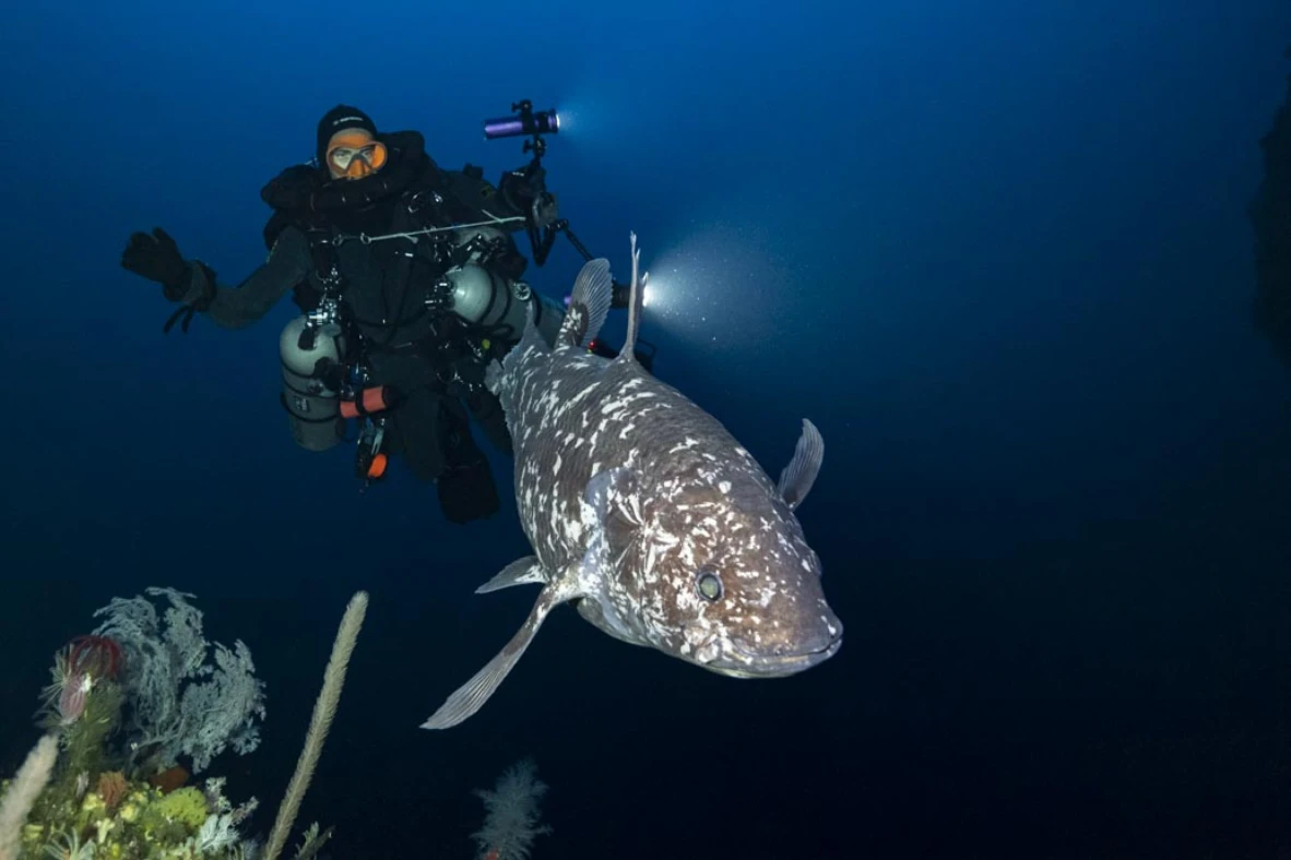 V Indonésii byla vyfotografována ryba, která byla dlouho považována za vyhynulou